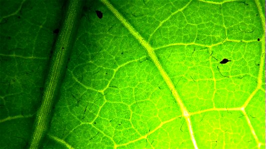 Dandelion leaf under backlit magnification
