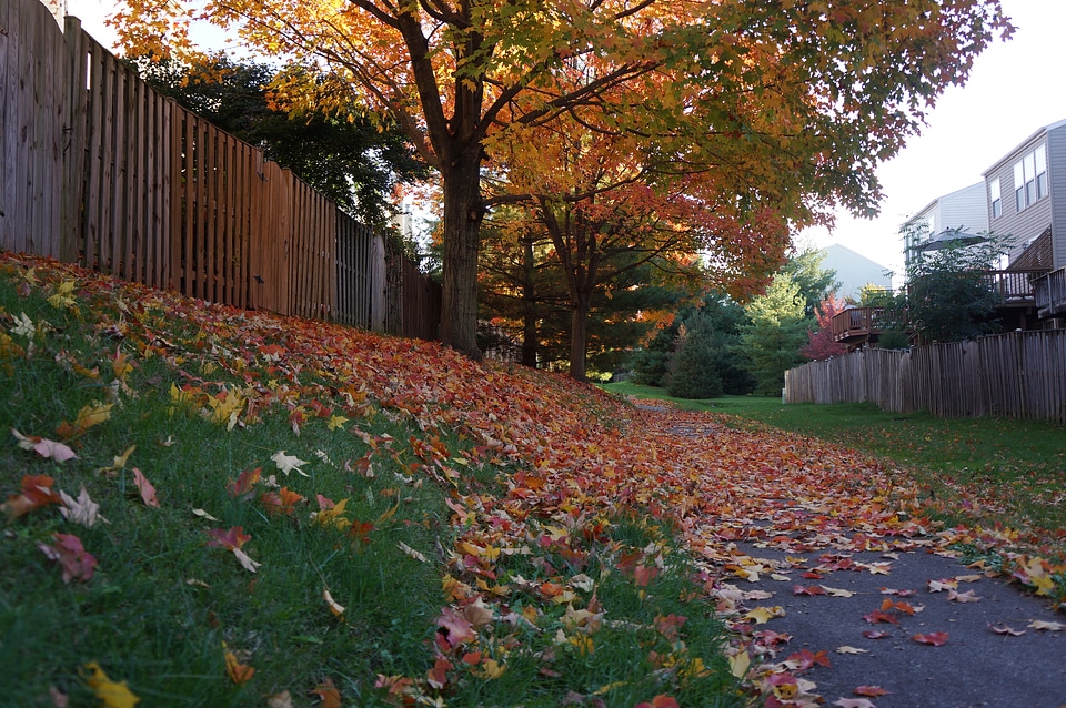 Beautiful autumn forest