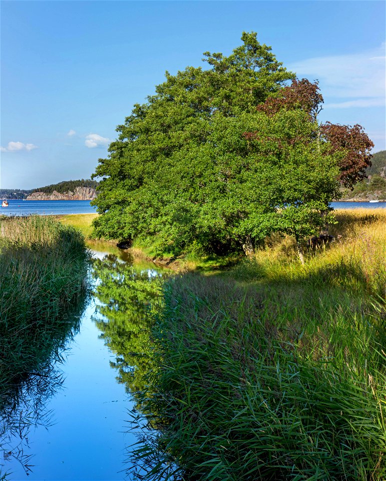 Common alders by a stream in Holma - hires photo