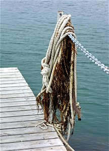 Rope with algae and seaweed