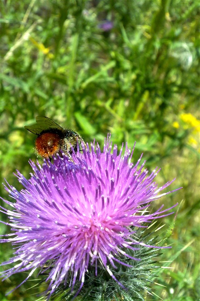 Project 366 #219: 060812 Scotland's Finest