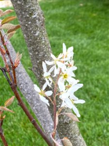 Flower Sprig of Serviceberry