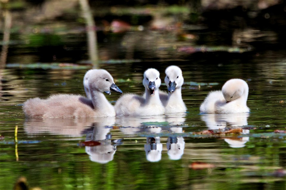 Beautiful swan family