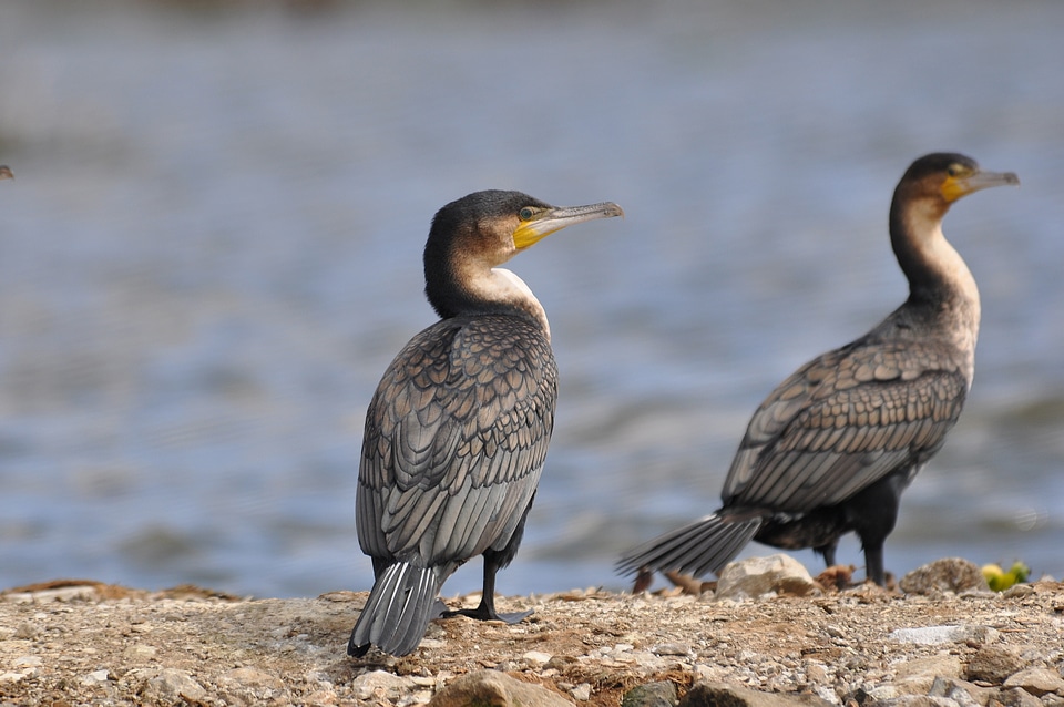 White-breasted Cormorant