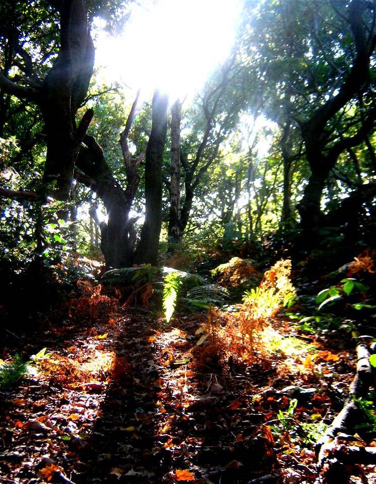 Trees
