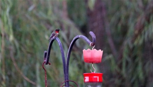 Ruby-throated hummingbird near a feeder in Sussex County, Delaware