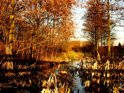 Gilroy Pond