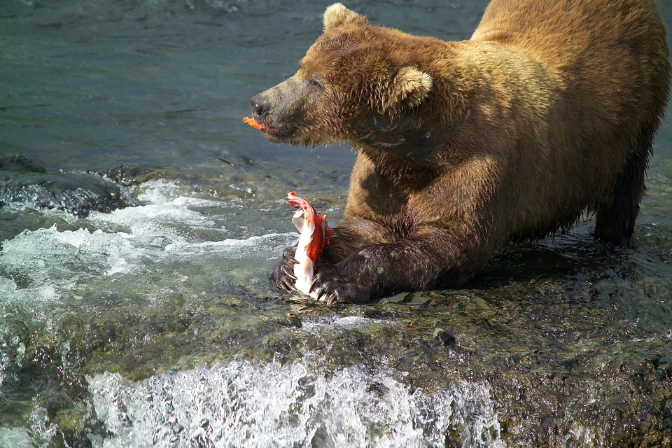 Male brown bear eating fat rich salmon skin