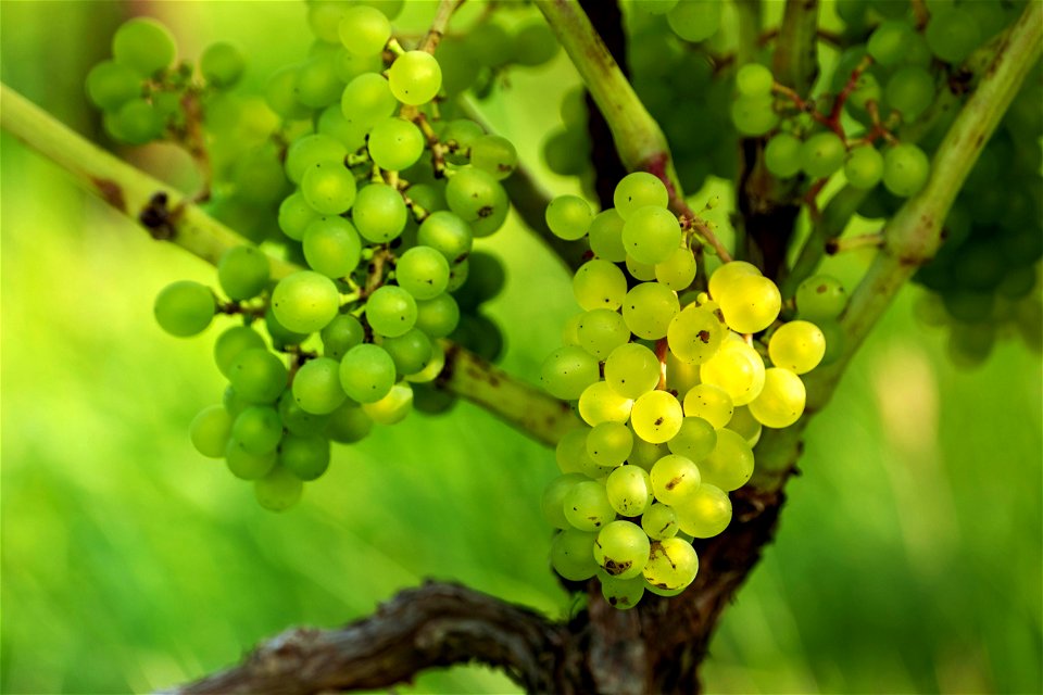 Solaris grapes in Chateaux Luna vineyard 28 photo