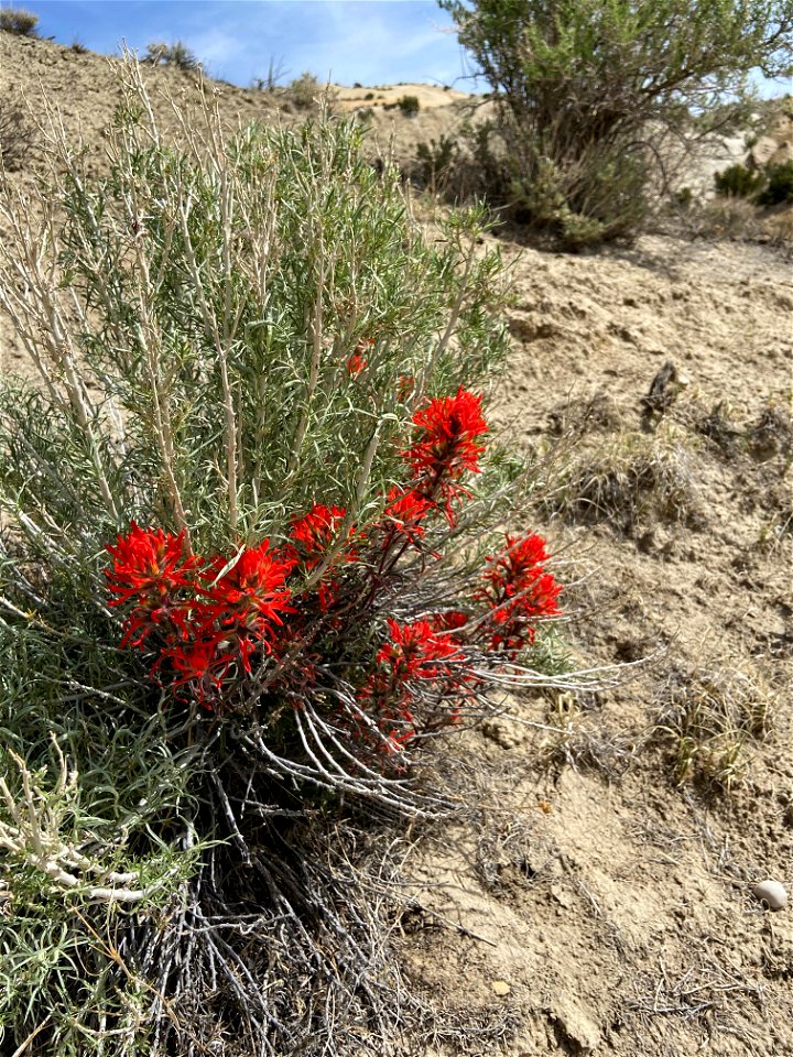 Northern Indian Paintbrush photo