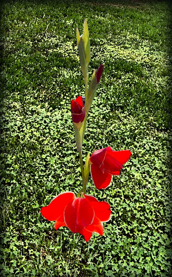 Gladiolus in Field photo