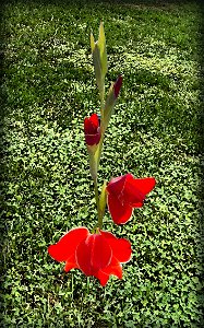 Gladiolus in Field