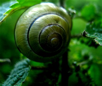 Snail - Stinging Nettle
