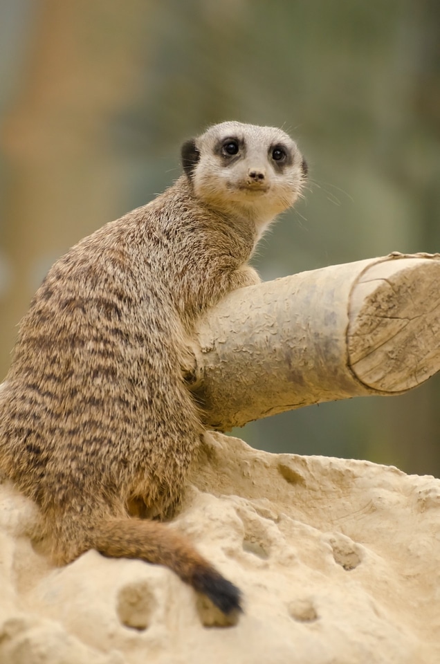 Meerkat looking up at the camera