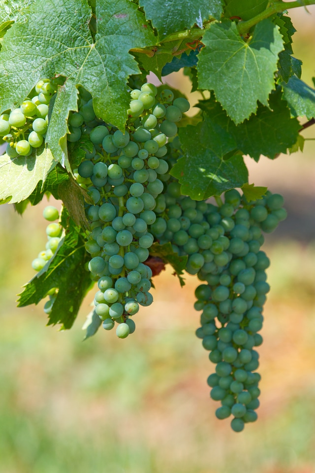 Vine winegrowing autumn