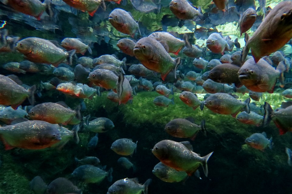 Piranhas!