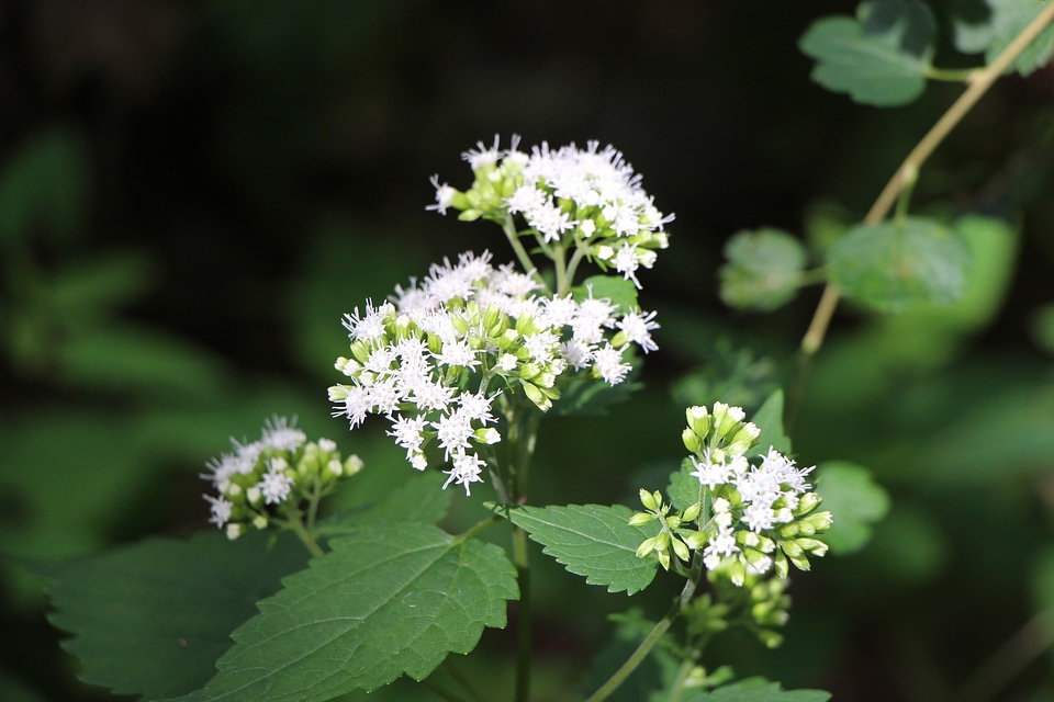 Gentle white flowers on blue background