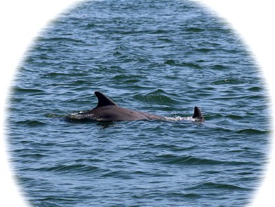 Atlantic Bottlenose Dolphins photo