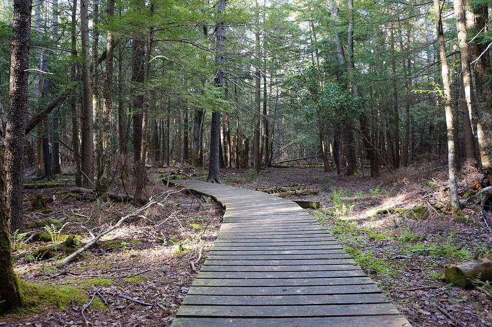 Wooden bridge through Deer Run Trail Canaan Valley