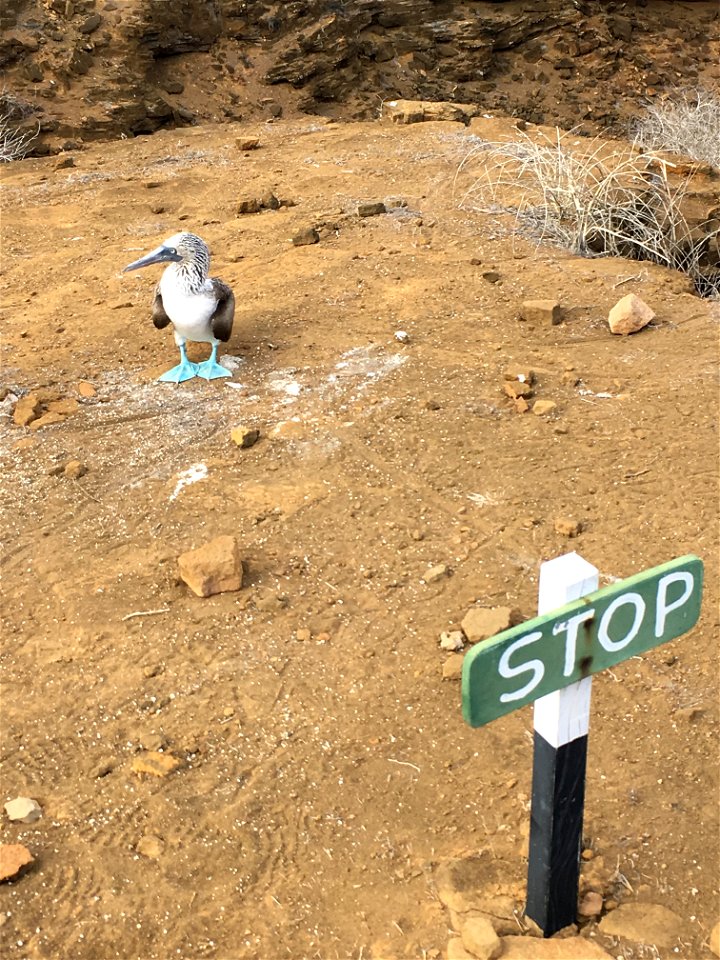 Blue-Footed Boobie with a Stop Sign
