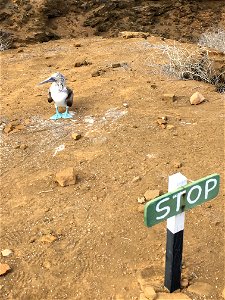 Blue-Footed Boobie with a Stop Sign photo