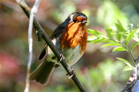 My Gardening Chum