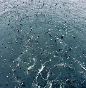 Kelp Gulls photo