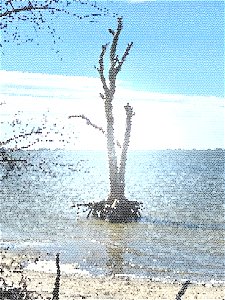 Tree at Sea photo