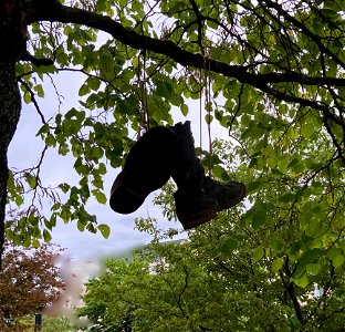 Out On A Limb