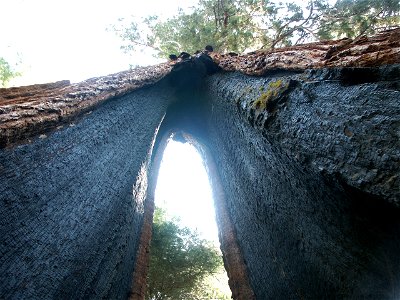 Giant Sequoia 2004