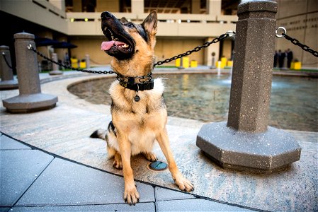FBI Police K9