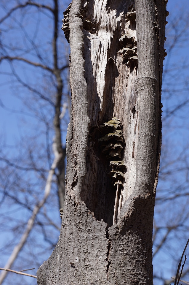 Mushroom on Hazel River
