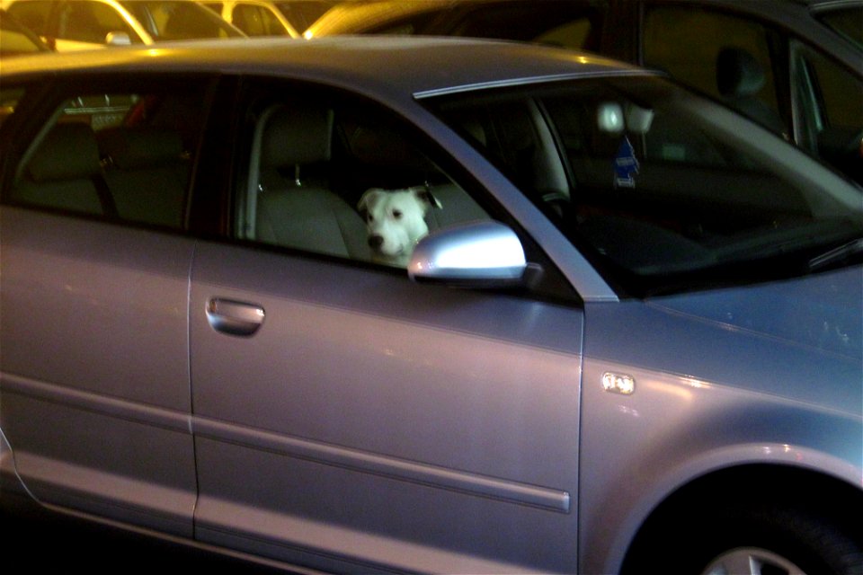 Project 365 #20: 200111 Dogged Determination