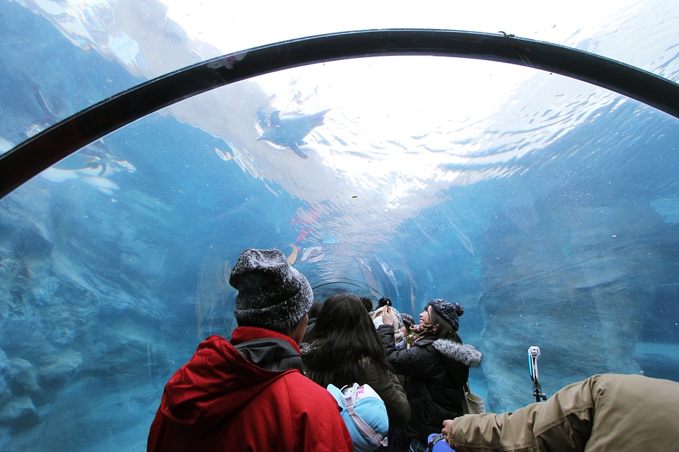 Asahiyama Zoo - Zoos and Animal Parks