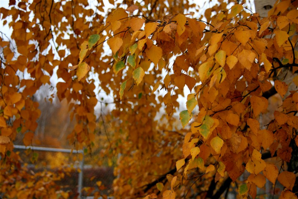 Helsinki 2011 Trip: Autumn Leaves