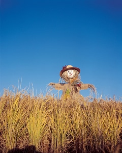 Scarecrow in green rice fields photo