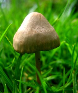 Panaeolus Mushroom photo