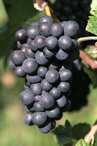 ripe red wine grape photo