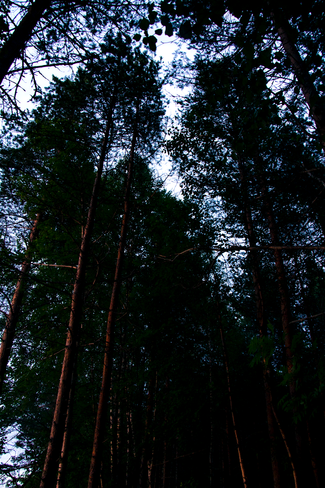 Лес / Forest