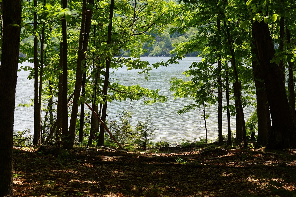 Beautiful summer water landscape in sunbeam