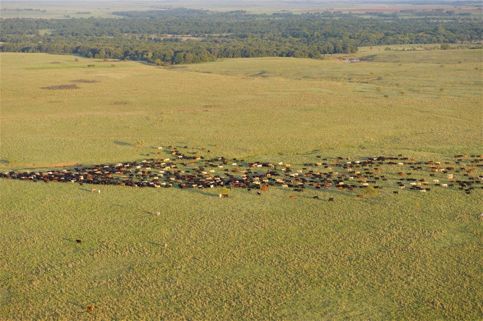 Livestock going to water from drone