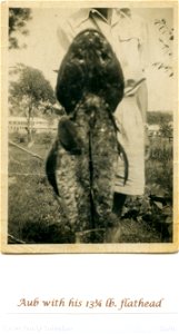 Aub Foster with his 13.25lb flathead, [n.d.] photo