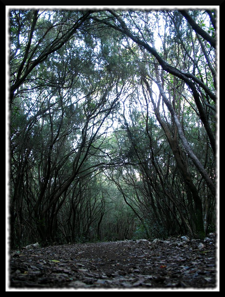 viale del tramonto