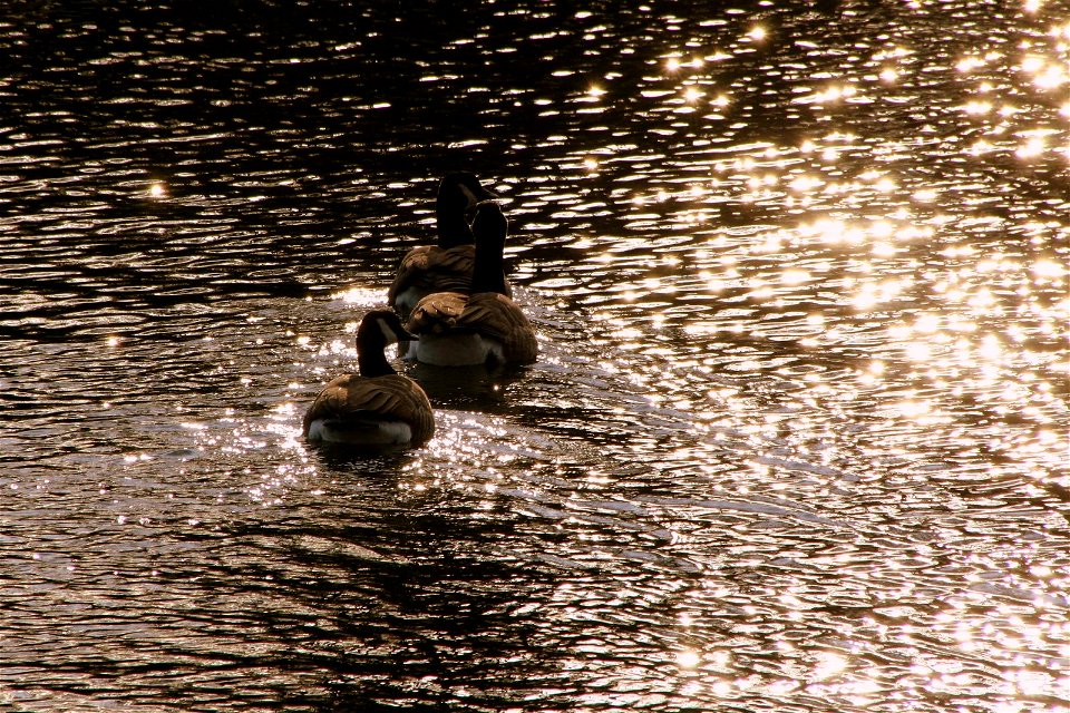 Follow the leader