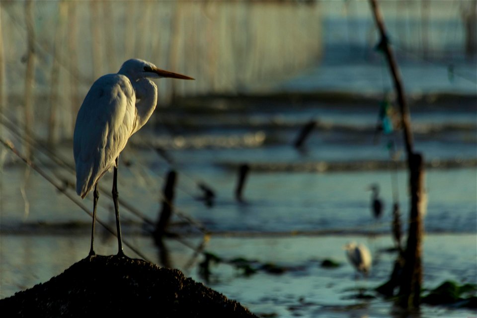egret-6811714