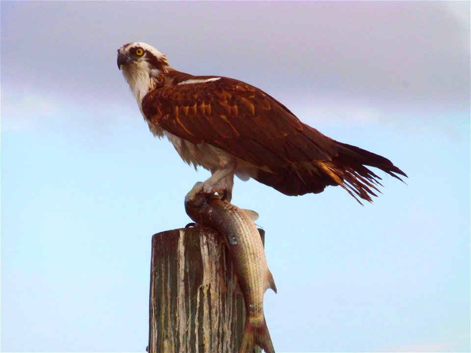 Everglades Osprey