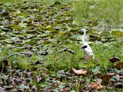 Egret Lotus Pond Kaohsiung photo