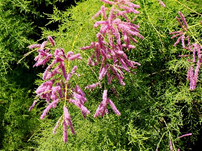 Hryshko National Botanical Garden