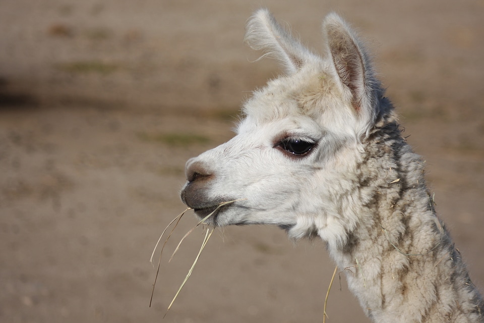 South American White Llama