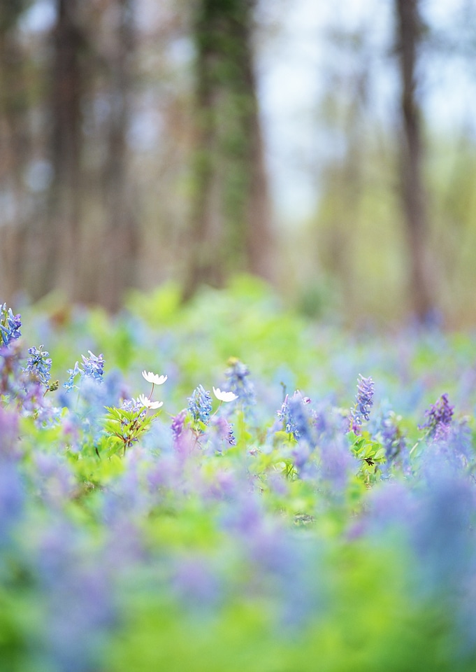 Purple, wild Lupins (Lupinus polyphyllus) flowering